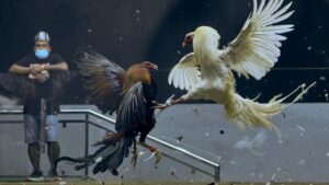 Promo Taruhan Sabung Ayam