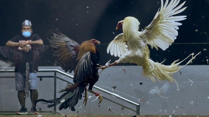 Promo Taruhan Sabung Ayam